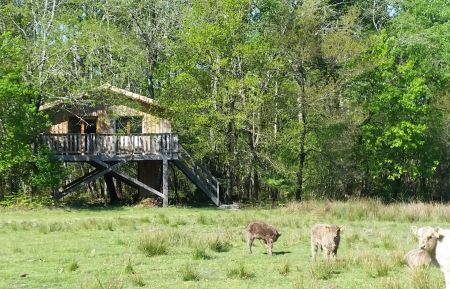 Cabane sur pilotisG6004 Cabanac-et-Villagrains - Gironde - photo