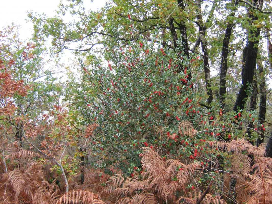 photo 40